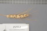 Click for 1 image(s) for this accession. Spike